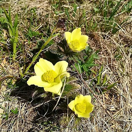 公寓 安宝公寓 *