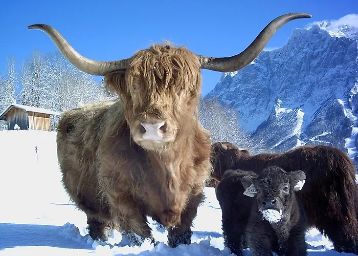 Ambrosius ليرموس